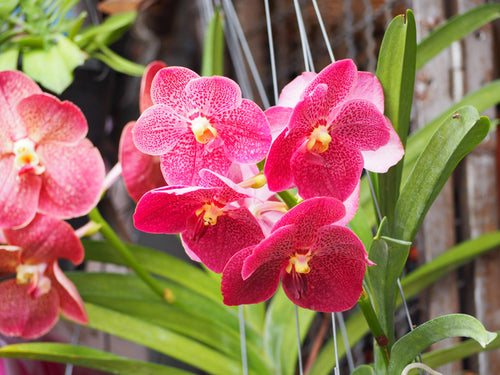 Our Favorite Orchids for Autumn