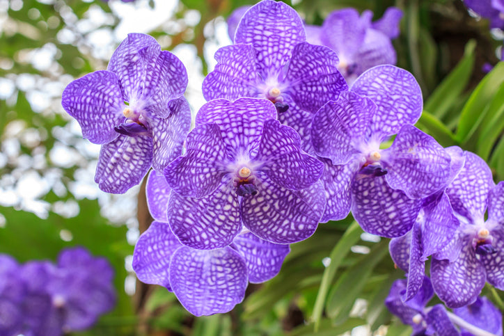 Ultraviolet: What Flowers Come in Pantone’s Color of the Year