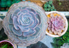 LOOK! Rose-Forming Succulents As Unique Alternative to Cut Flowers