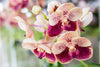 Are Orchids Edible?