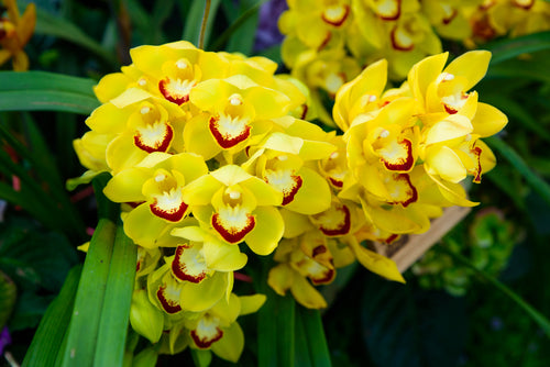 Orchid Flower Meanings from Around the World