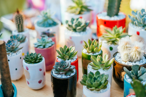 succulent-christmas-gifts