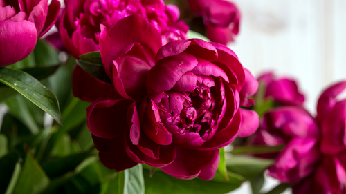 Indiana's State Flower, Peonies