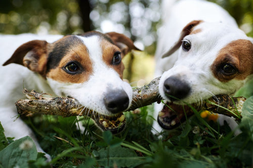 2 Dogs Get Near-Death Experience from Common Succulent