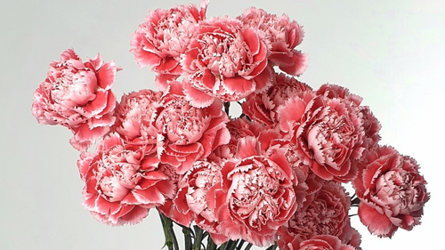 Carnations: January Birthday Flowers