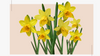 Daffodils: March Birth Flowers