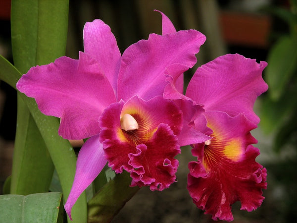 First Lady Orchids - Orchid Republic