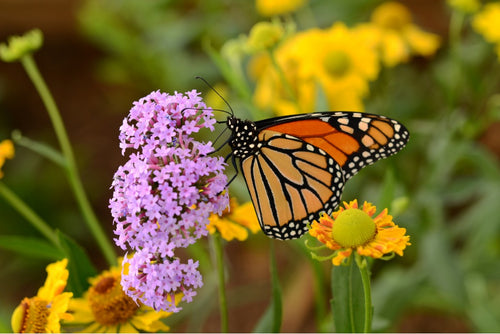 5 Must-See Botanical Gardens in Orange County