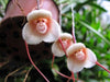 Weird but Wonderful: Monkey-Faced Orchids