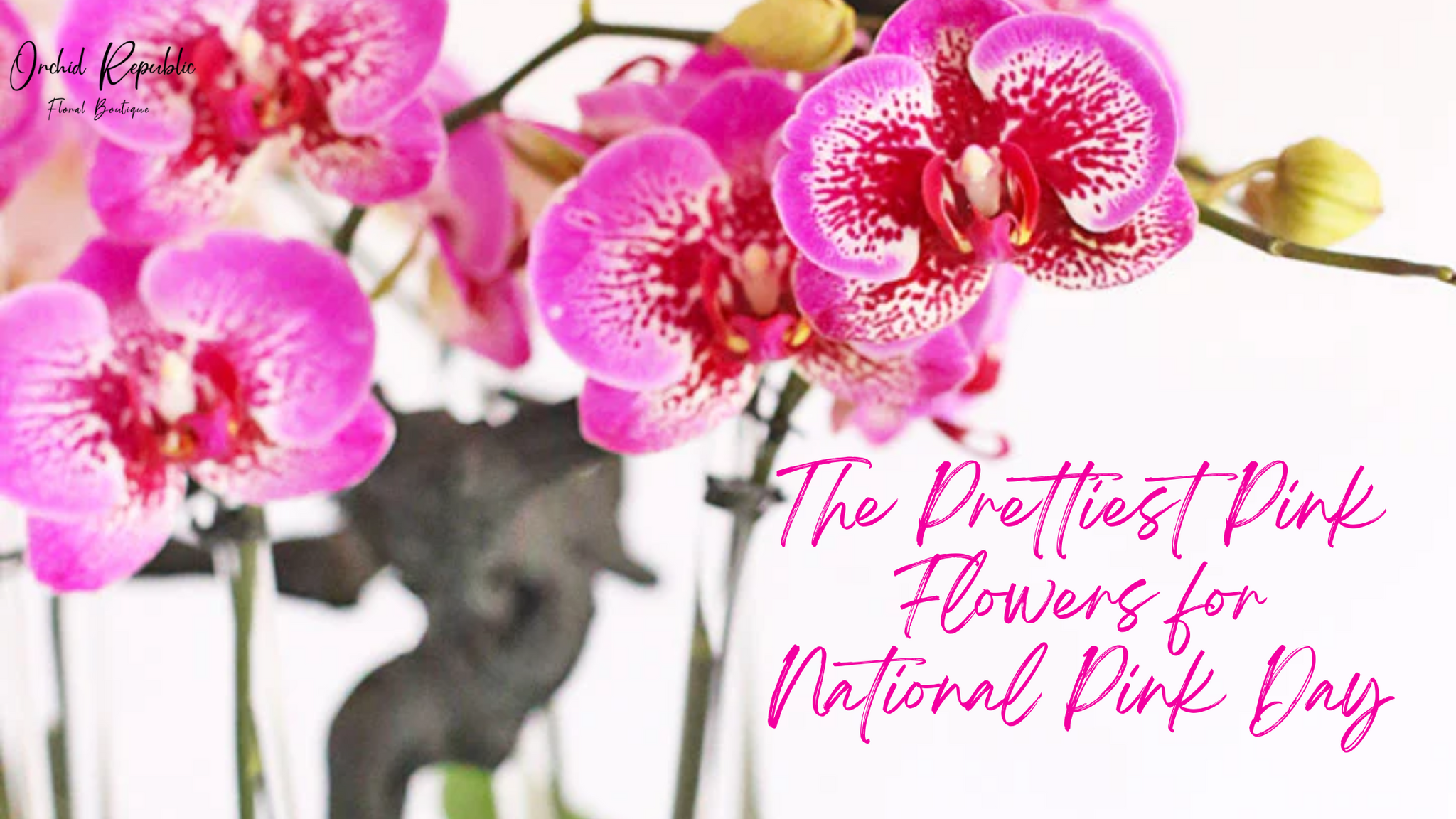 The Prettiest Pink Flowers for National Pink Day – Orchid Republic ...