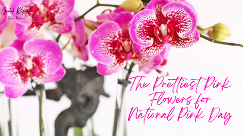 The Prettiest Pink Flowers for National Pink Day