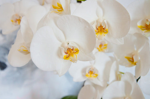 White Phalaenopsis Orchids