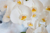 Phalaenopsis, The Most Popular Orchids