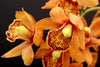 The Ultimate Guide to Orchids