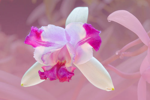 Laelia Orchids, The Mayflower Orchid