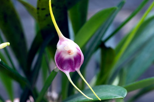 Masdevallia Orchids, The Comet Orchids