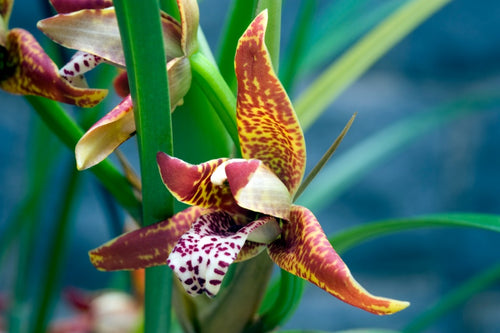 Maxillaria Orchids