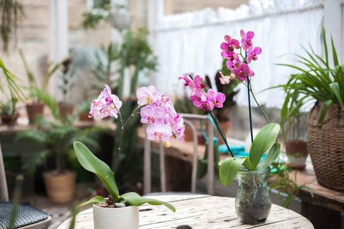 Outstanding Benefits of Having Orchid Flowers At Home