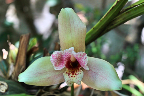 lycaste-orchids