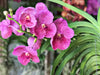 Orchid Care: How to Grow Vanda Orchids