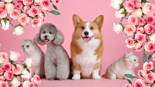Pet-Friendly Valentine's Day Guide