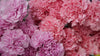 Carnations, The Official Mother's Day Flowers