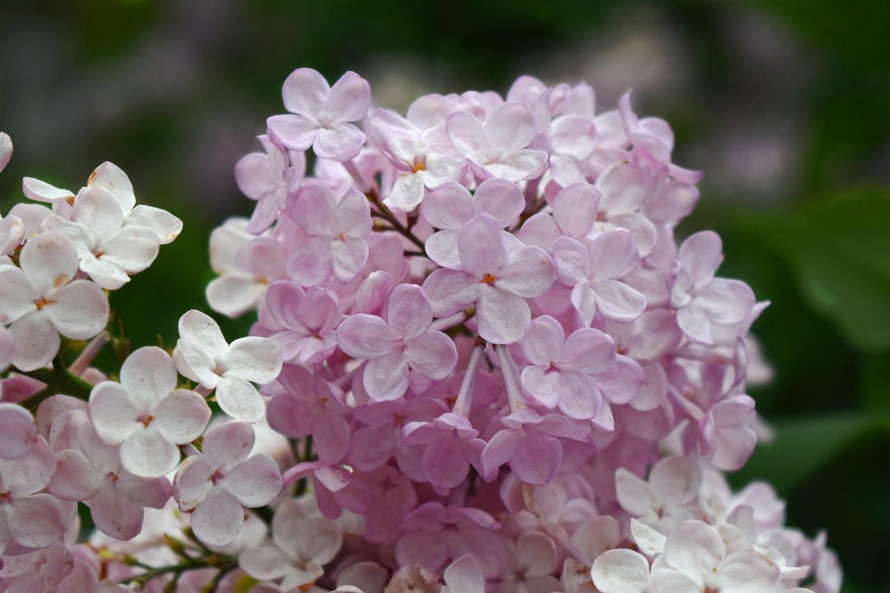 Frequently Asked Questions About Lilacs Orchid Republic