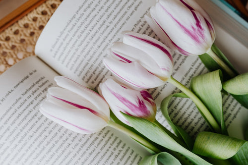 Forcing Tulips to Open in Flower Arrangements: A Blooming Guide