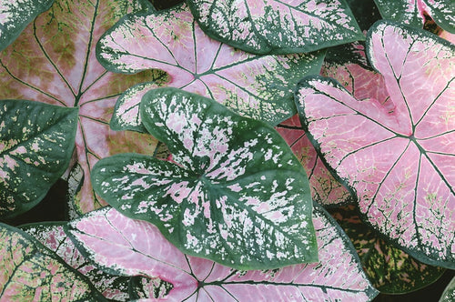 Pretty in Pink Houseplants That Will Melt Your Heart