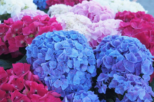 Gwyneth Paltrow on Flowers, Friends, Motherhood