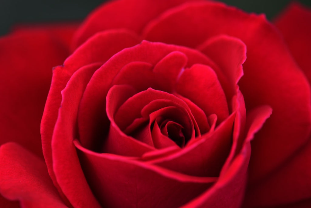 Fascinating Facts About Your Favorite Roses Orchid Republic Floral Boutique Fascinating Facts About Your Favorite Roses Orchid Republic Floral Boutique
