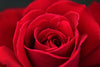 Fascinating Facts About Your Favorite Roses