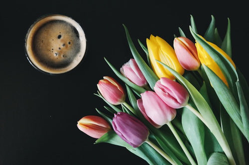 Tulips: Types, Flower Meaning, and Care Tips