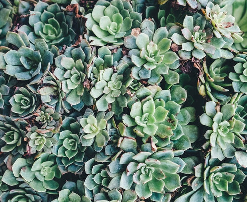 Echeveria, The Popular Rose-Forming Succulents