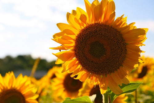 Why Do Sunflowers Follow the Sun?