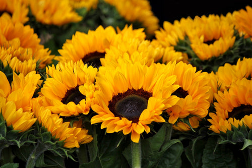 In Season: 5 Most Popular Flowers for Summer