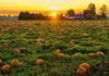 Where to Find the Prettiest Pumpkin Patches in LA