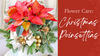 Poinsettia Fast Facts and Easy Care Instruction