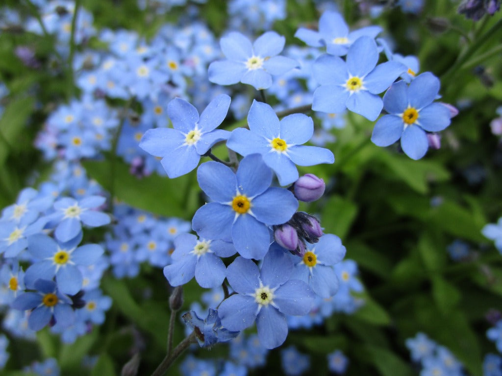 Princess Diana's Faves Bloom in Kate Middleton Chelsea Garden