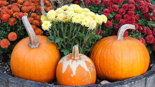 Celebrate National Pumpkin Day with Fall Flowers