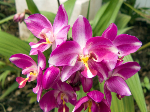 About Orchids | Orchid Republic - Orchid Republic