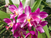 Spathoglottis, The Garden Orchids