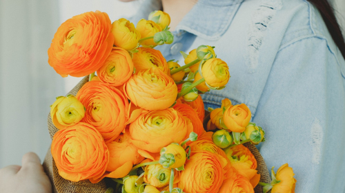 Radiant Ranunculus and Flower Meanings