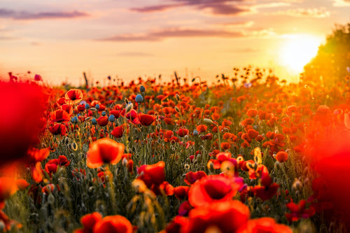 A flower field of Iceland poppies in California