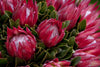 Flower Facts: Protea