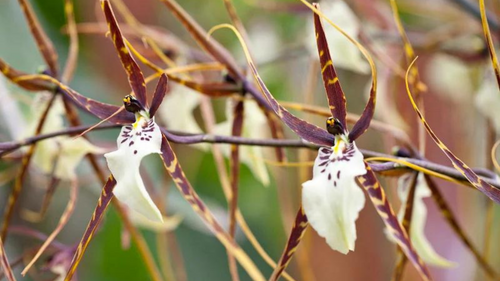 LOOK: The Spookiest Orchids We've Ever Seen