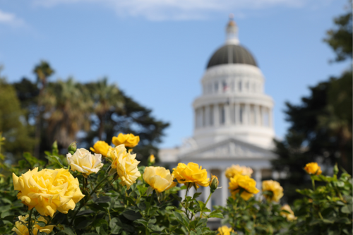 50 US State Flowers and Their Flower Meanings