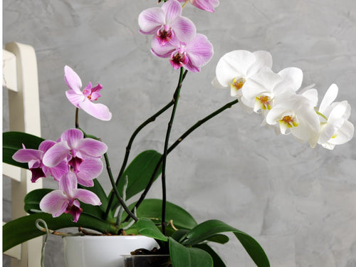 orchid-christmas-gifts|https://orchidrepublic.com/collections/christmas