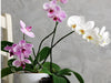 Why Orchids Make The Best Christmas Gifts