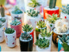 5 Charming Christmas Gifts for Plant and Flower Lovers